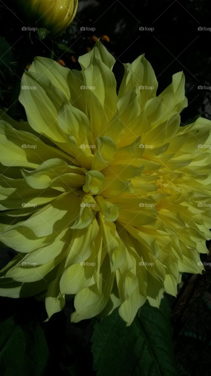 my Yellow2014 Dahlia