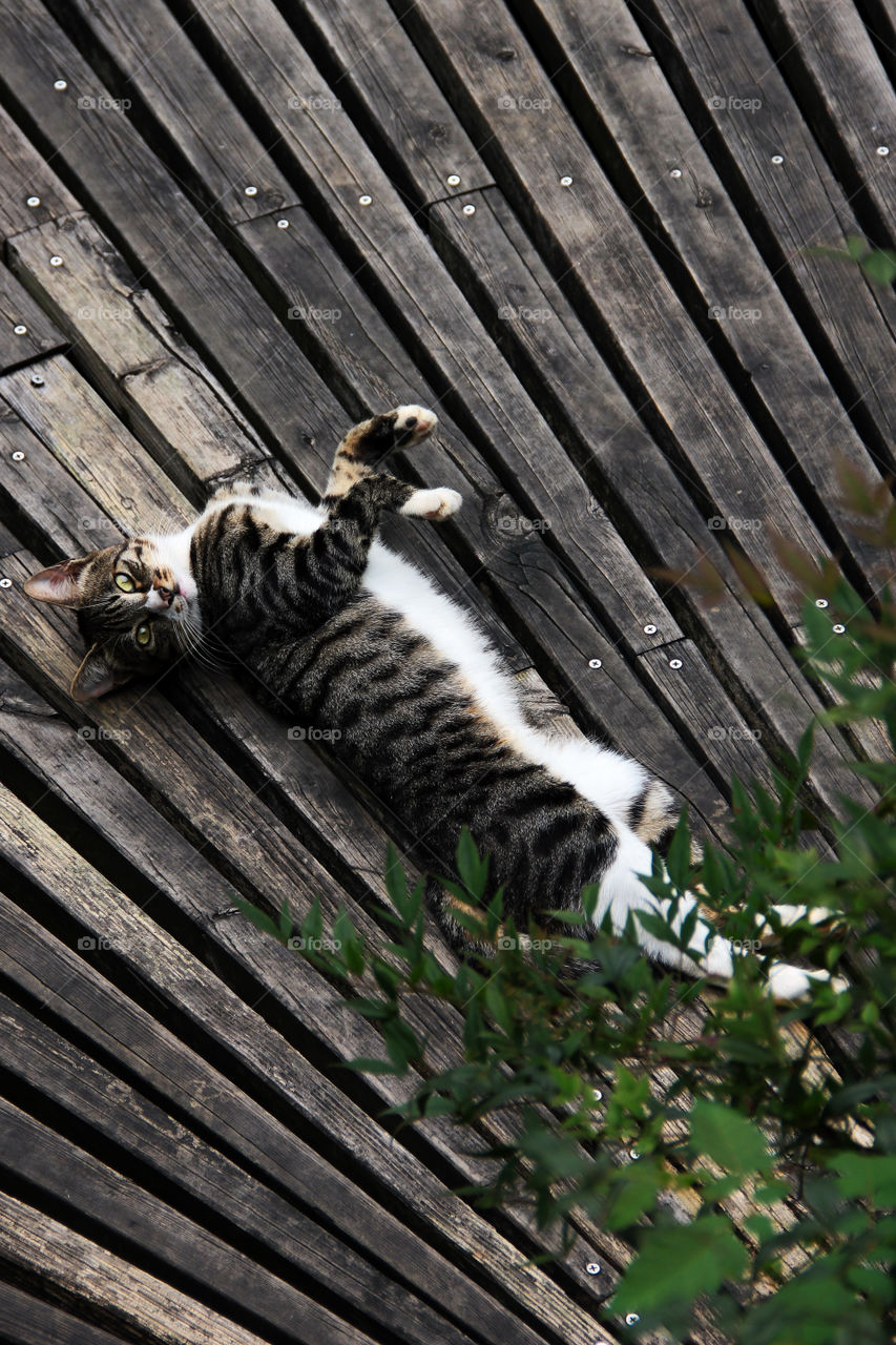 stretching cat. A cat was stretching on a boardwalk in Shanghai China.