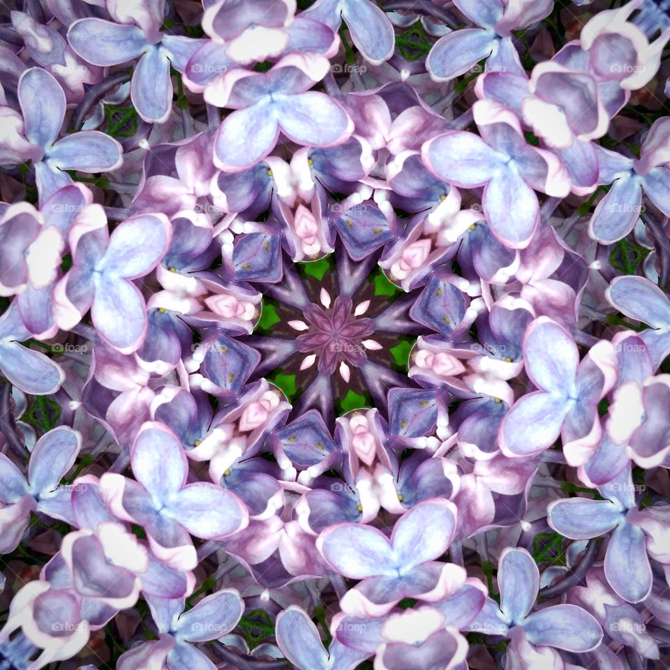 lilacs mandala