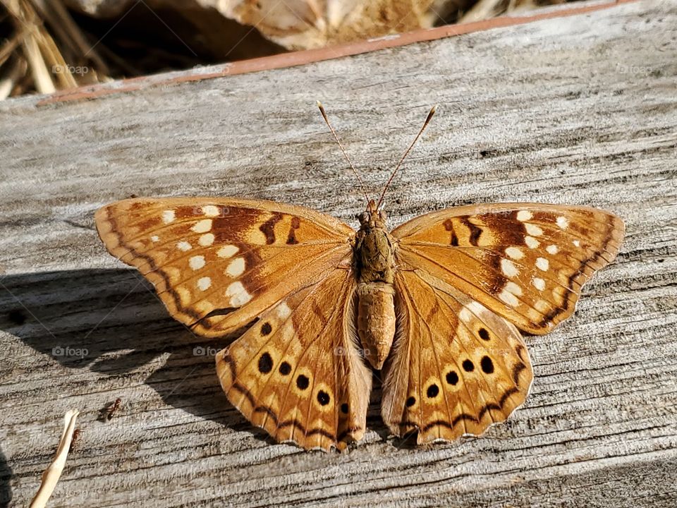 Tawny Emperor butterfly
( Asterocampa clyton )  standing on a weathered wood with its wings fully open.