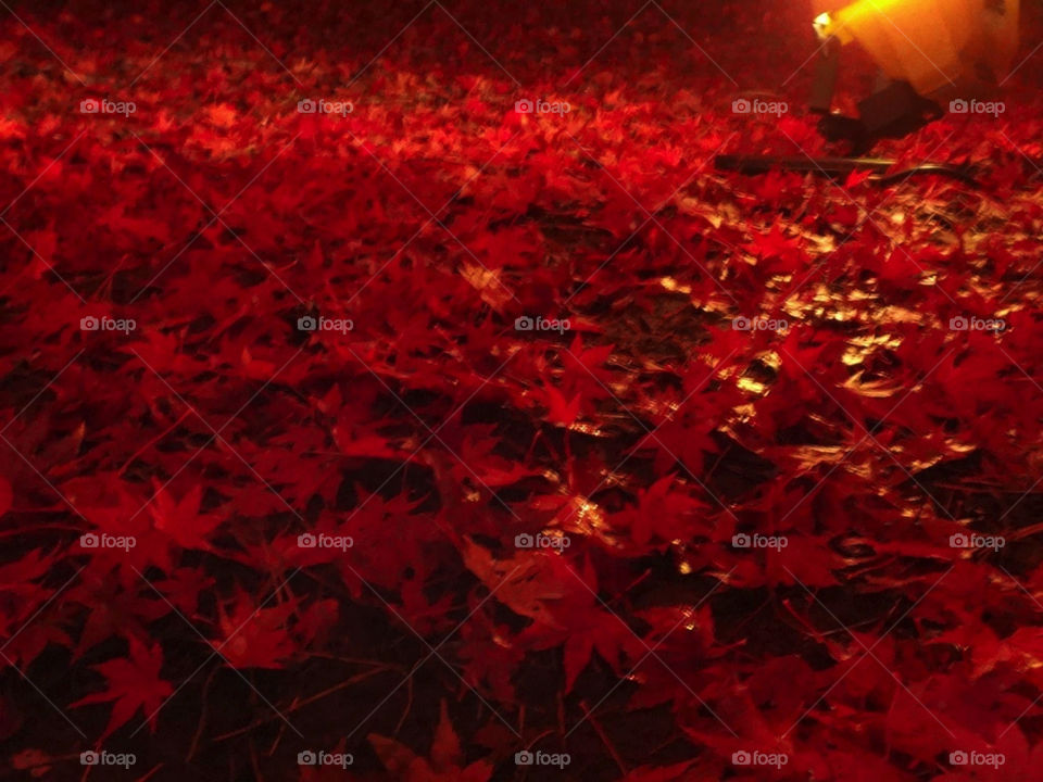 Autumn leaves at night