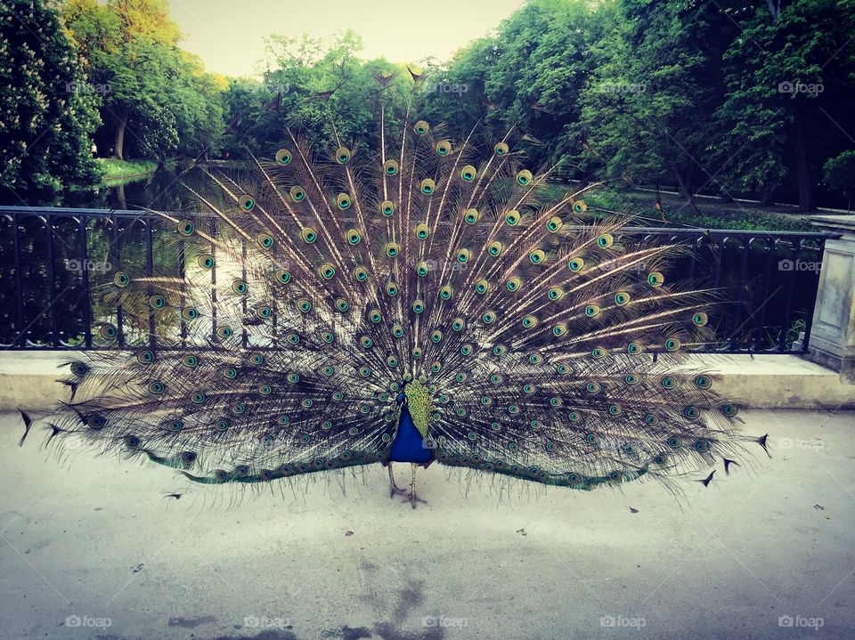 Local wildlife 