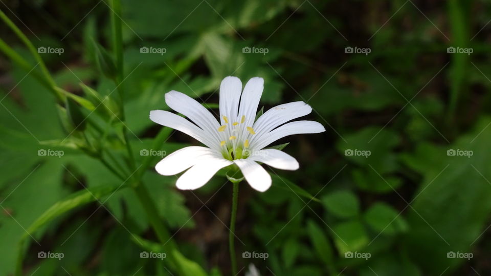 forest modest flowers, but each is beautiful