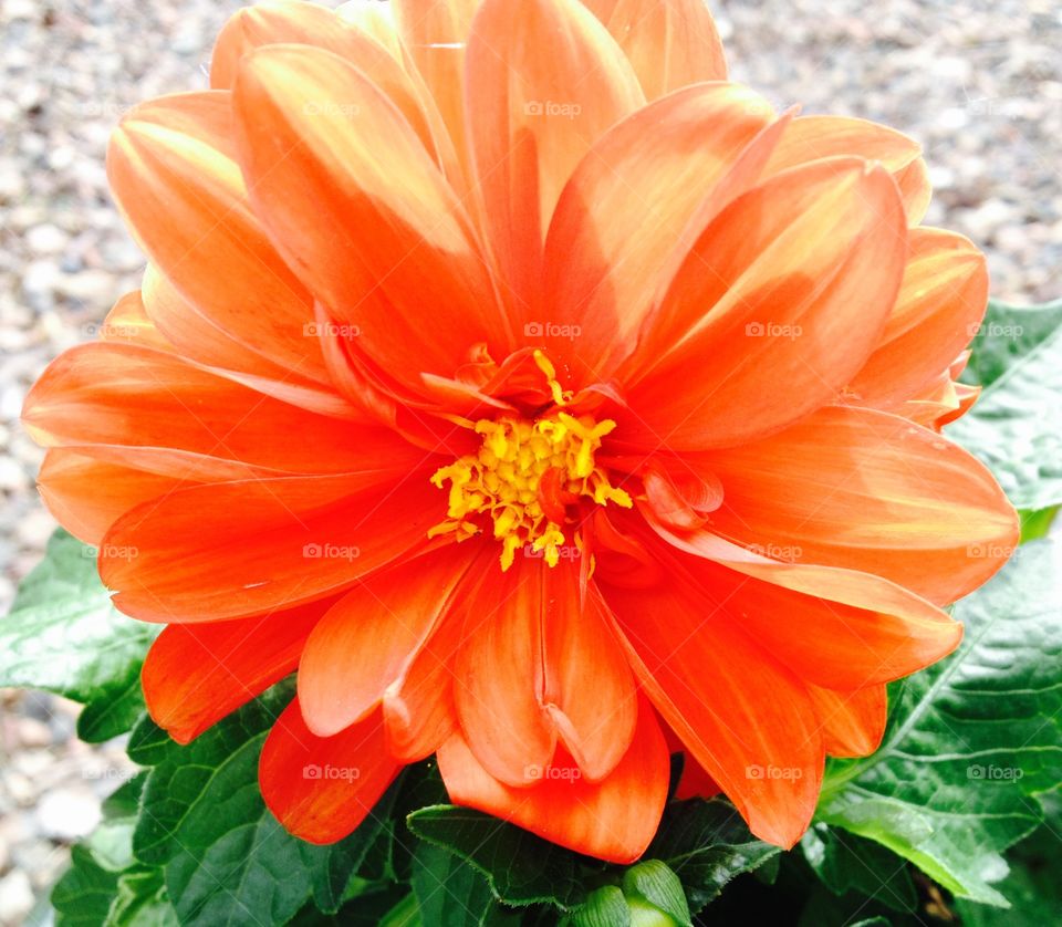 Flower like the sun. A large round flower.