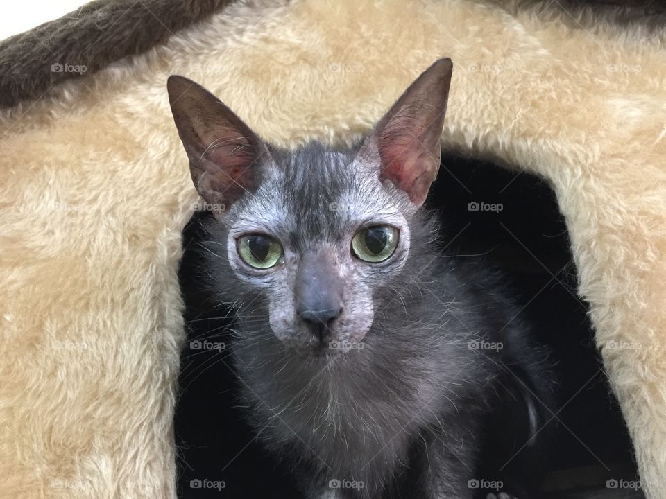 Lykoi Cat