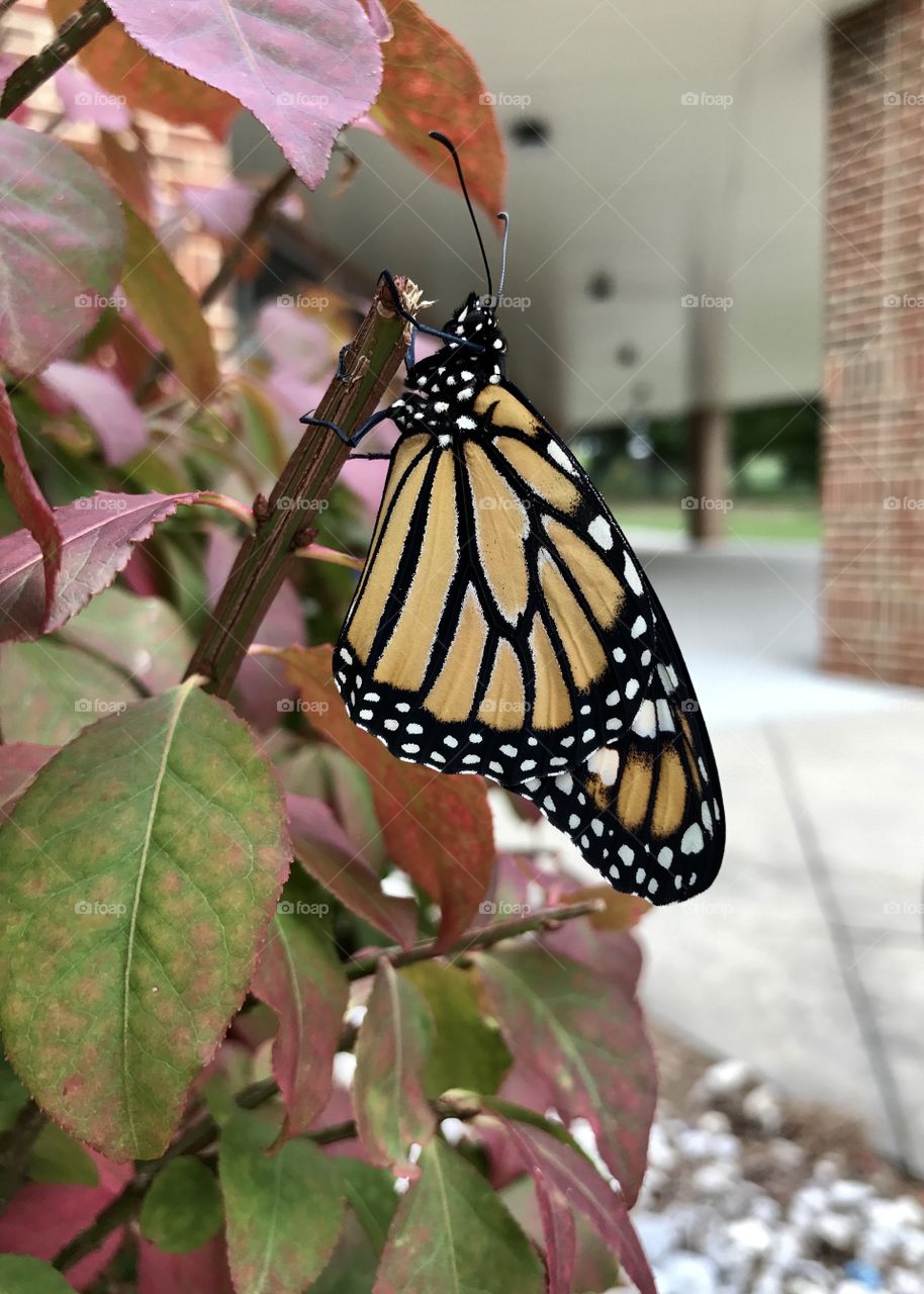 Gorgeous monarch butterfly drying her wings. 