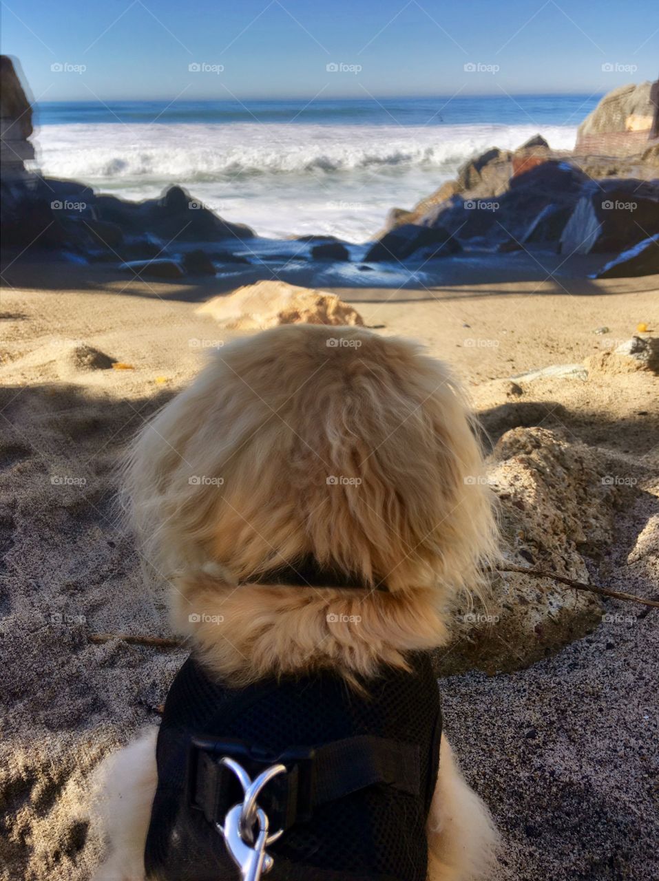 Happy Dog at the Beach 