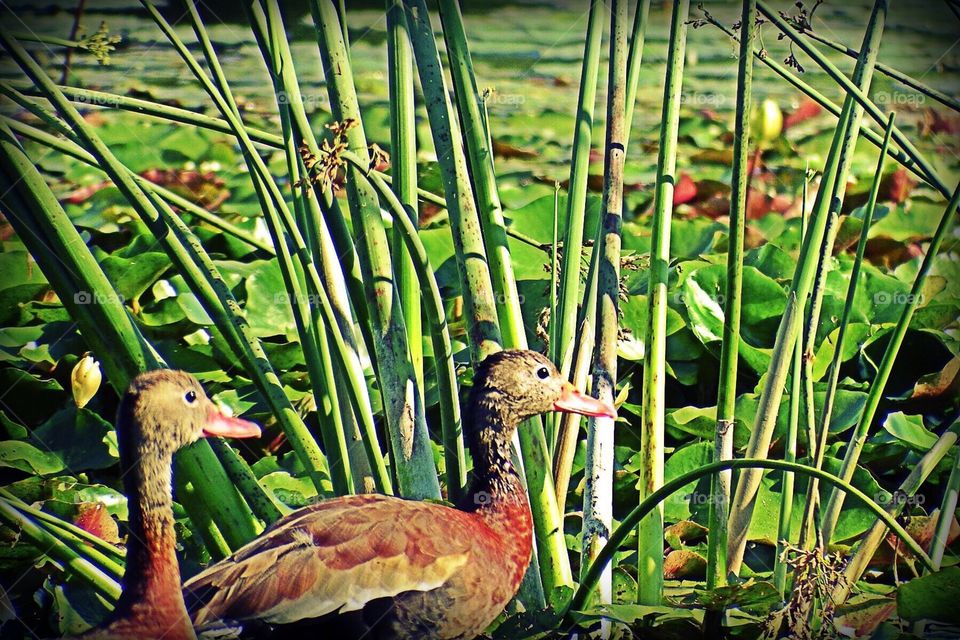 Ducks in the marsh. Ducks in the marsh
