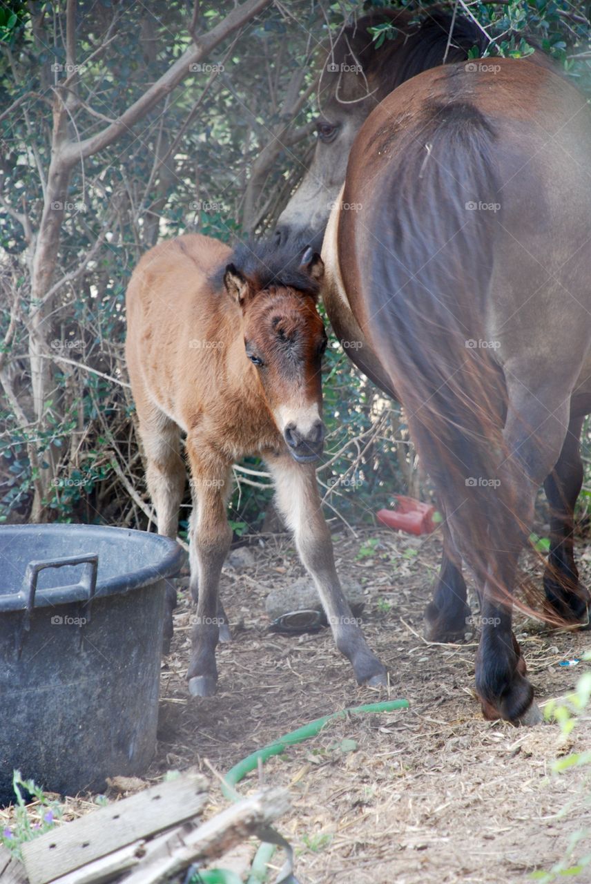 Foal. 