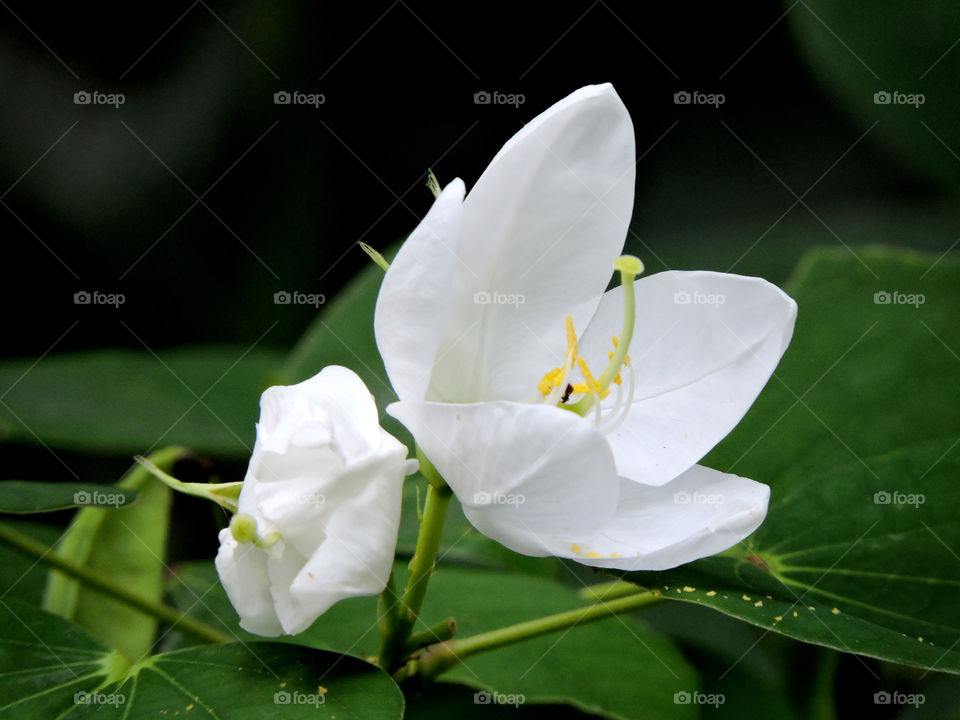 White flower