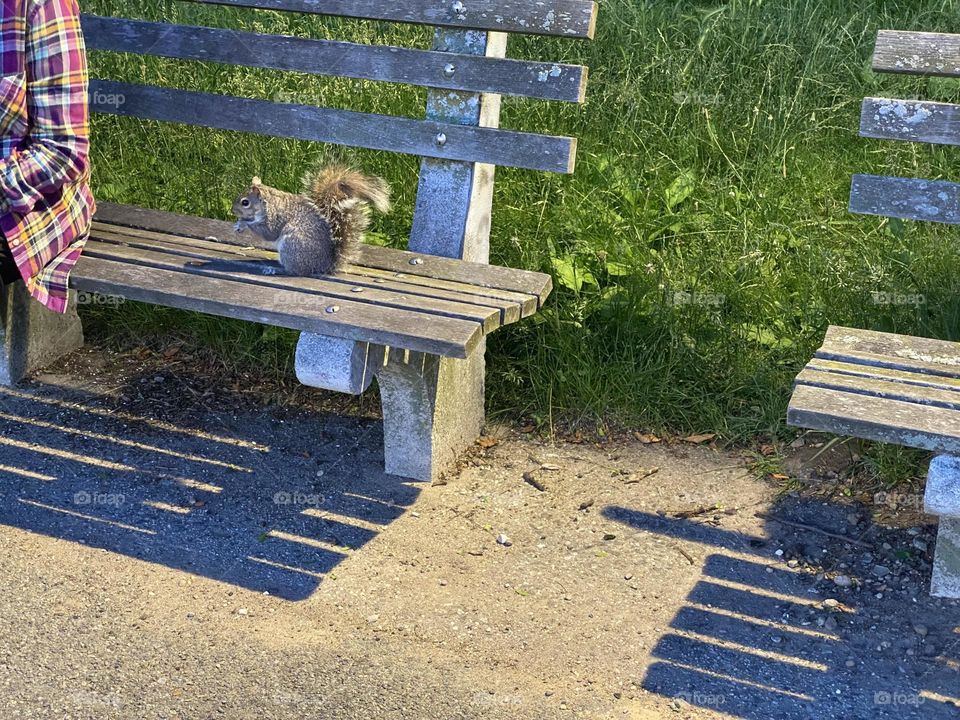 A person feeding nuts to the squirrel on the bench riverside Side Park Manhattan New York.