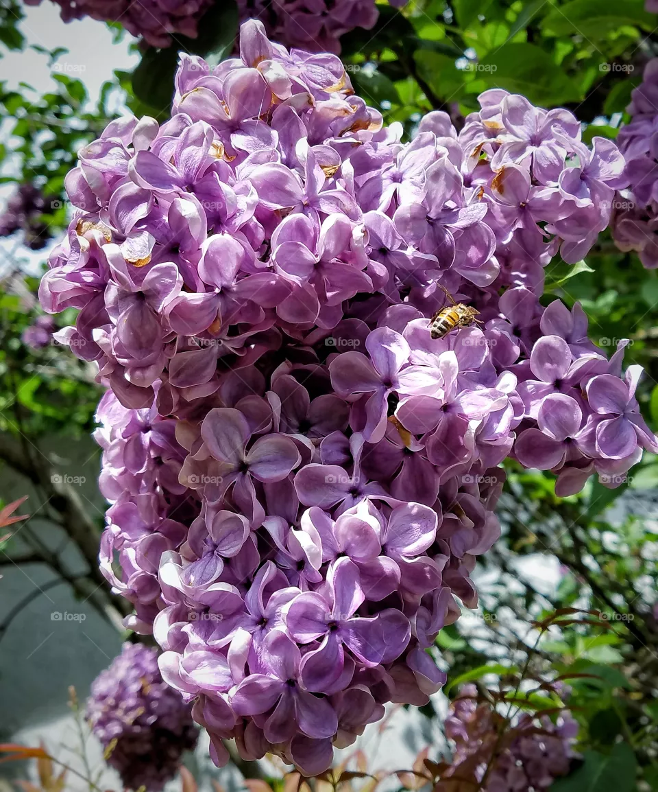 lilac