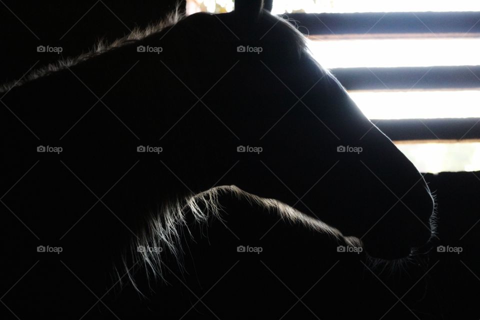 silhouette horses