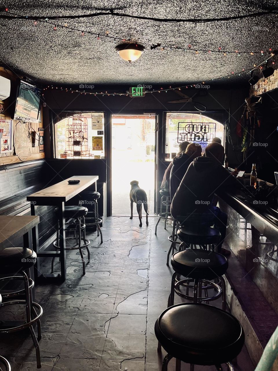 Dog standing in the doorway of a pub looking out on the street
