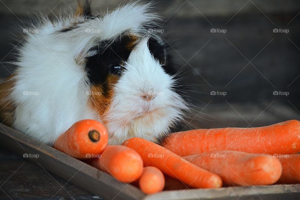 Guinea pig sitting in a bowl with carrots