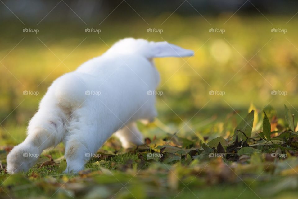 Rabbit running away
