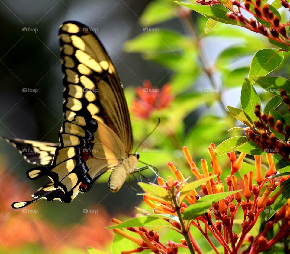 Butterfly on a flower