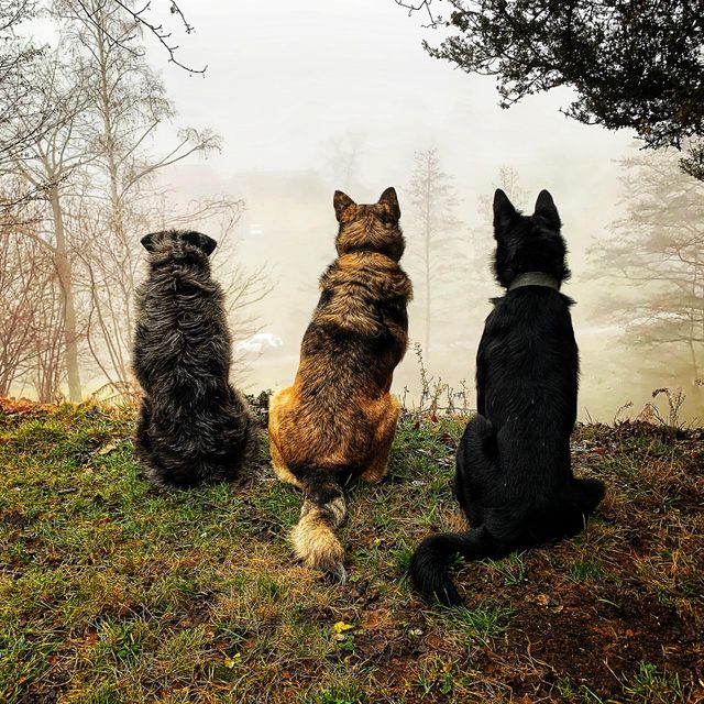 Bodyguards 