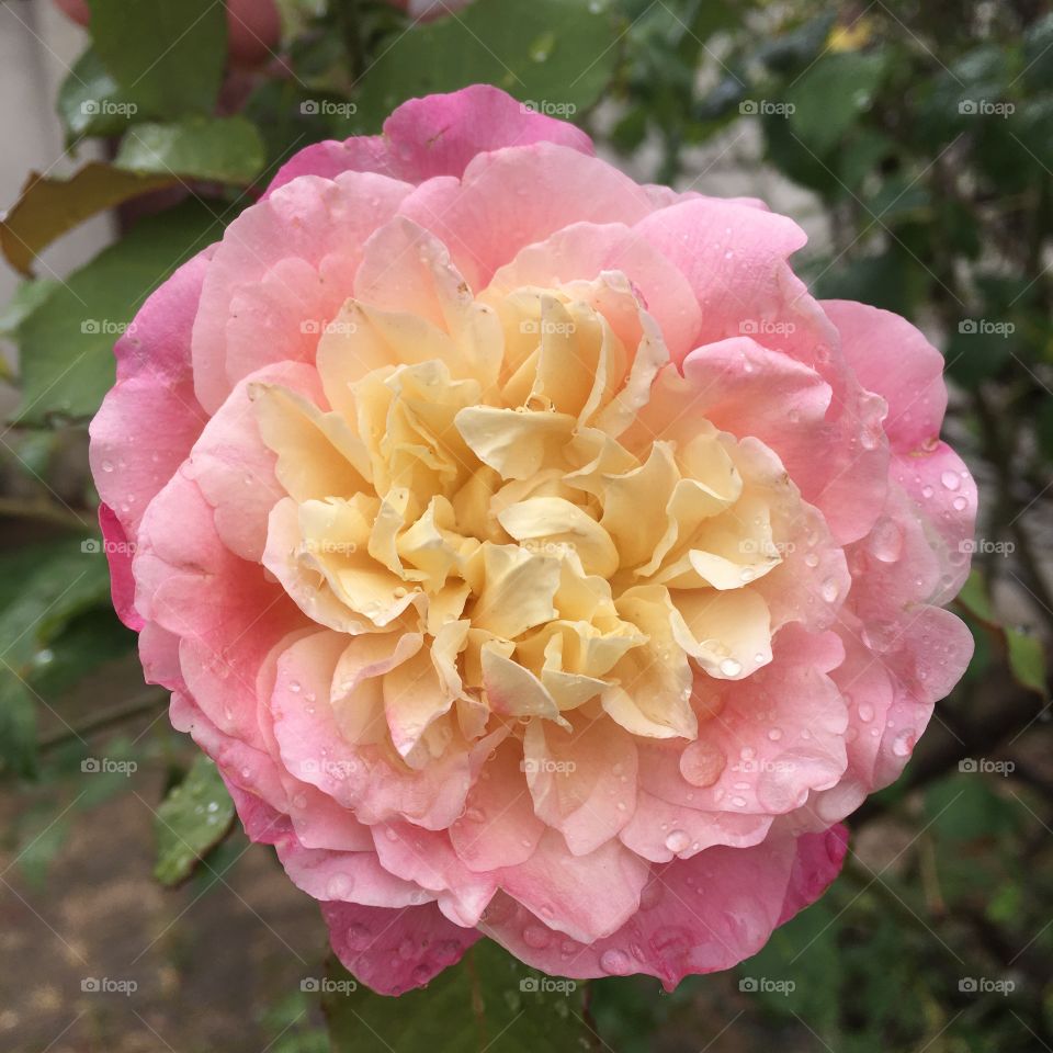 🇧🇷 Flores do nosso jardim, para alegrar e embelezar nosso dia! Jardinagem é nosso hobby.
🇺🇸 Flowers from our garden, to brighten and beautify our day! Gardening is our hobby.