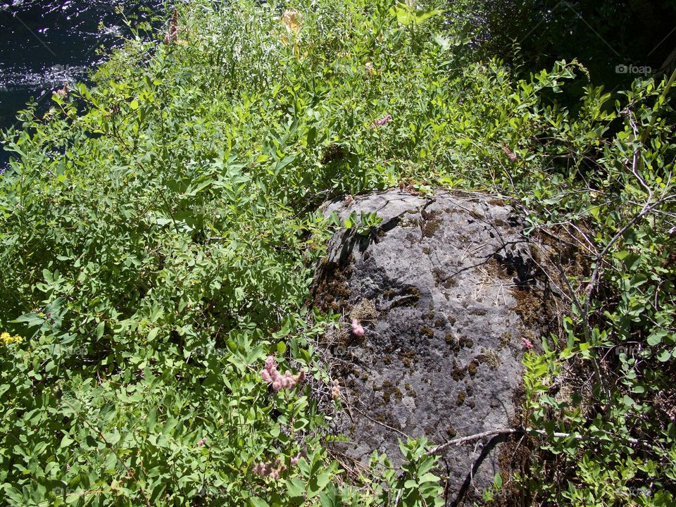 A large boulder in a lush green bush in the forests of Central Oregon on a sunny summer day. 