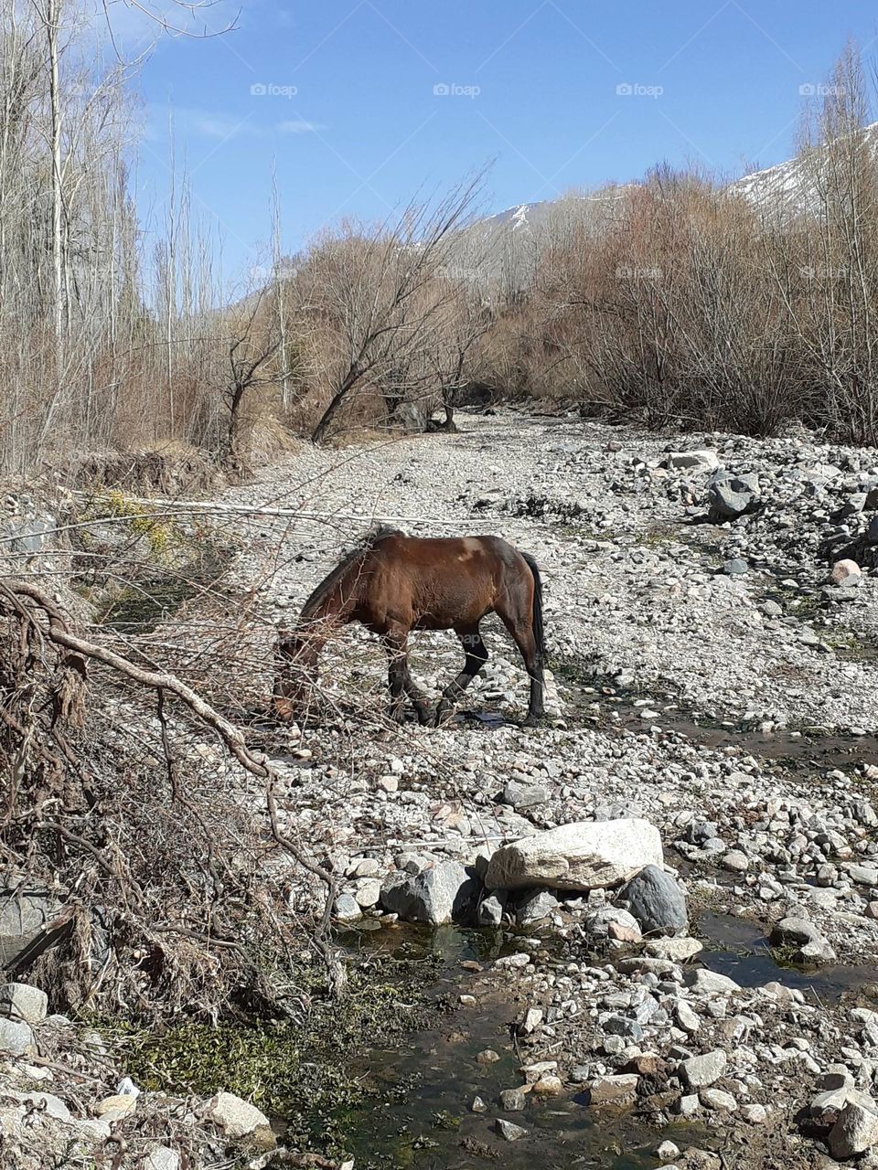 vida silvestre