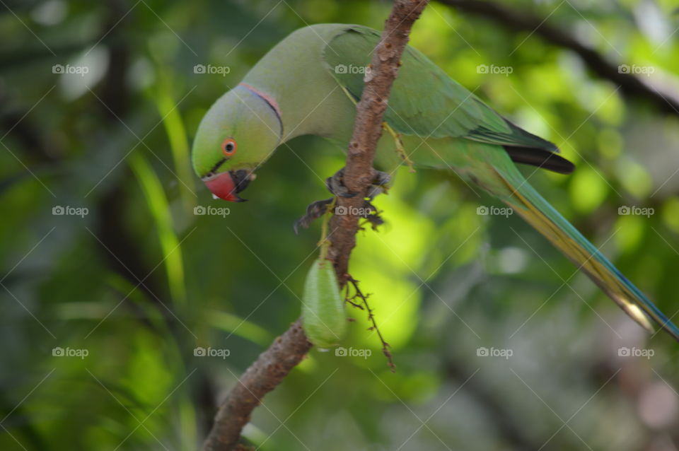 parrot and fruits