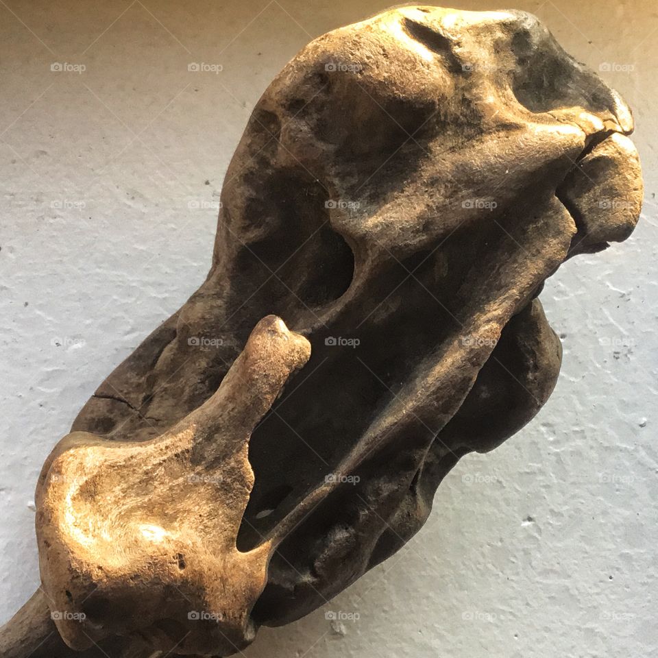 Darn heavy drift wood, found on Kubai beach in Bali...