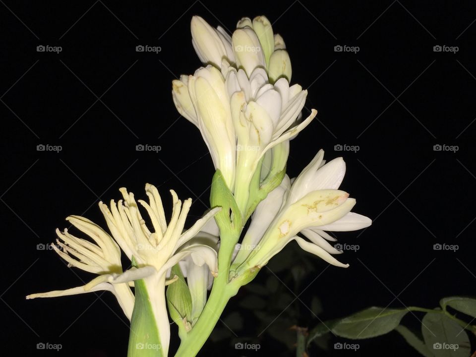 White tuberose (flower from heaven)