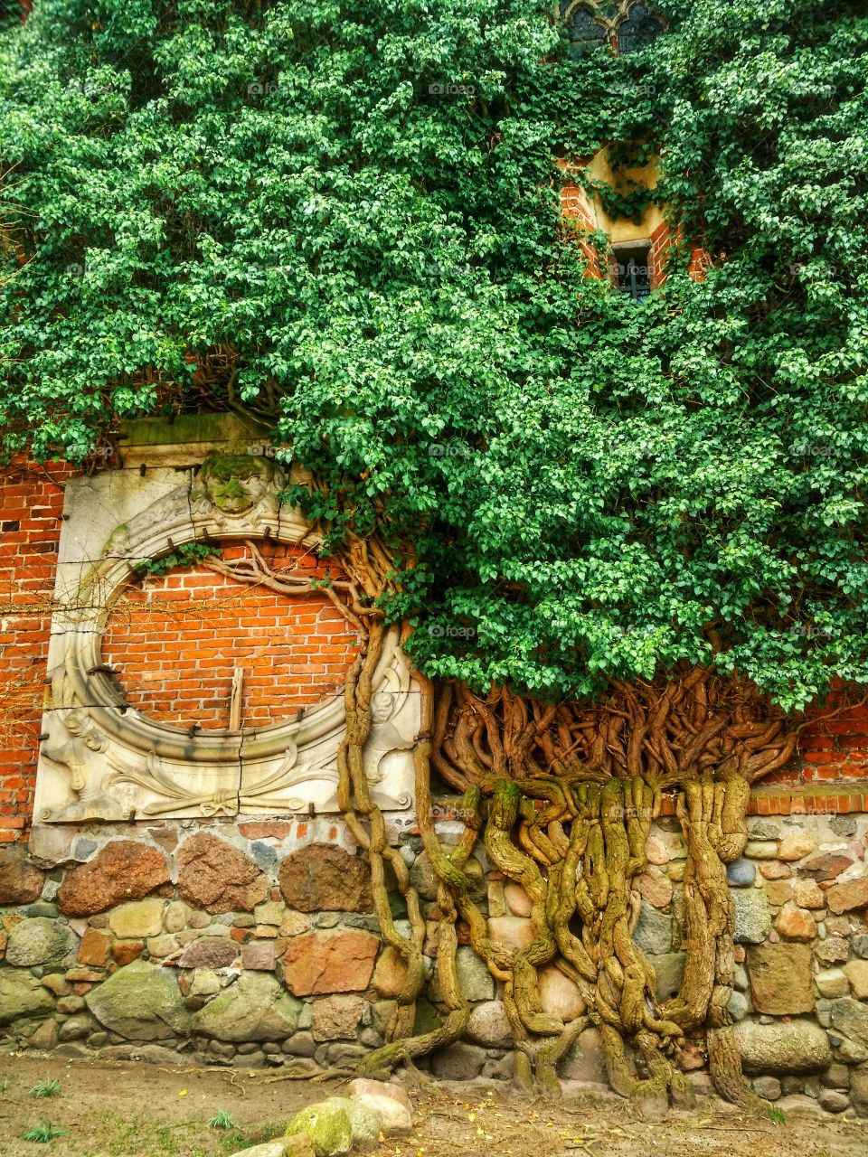 A background of fine old winding wood tree talong the castle wall