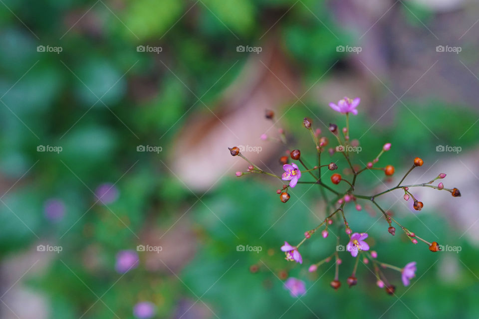 warm green background and tiny purple flowers