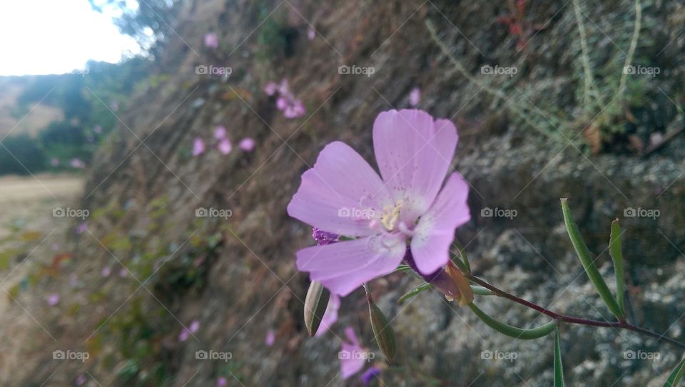 mountain flower