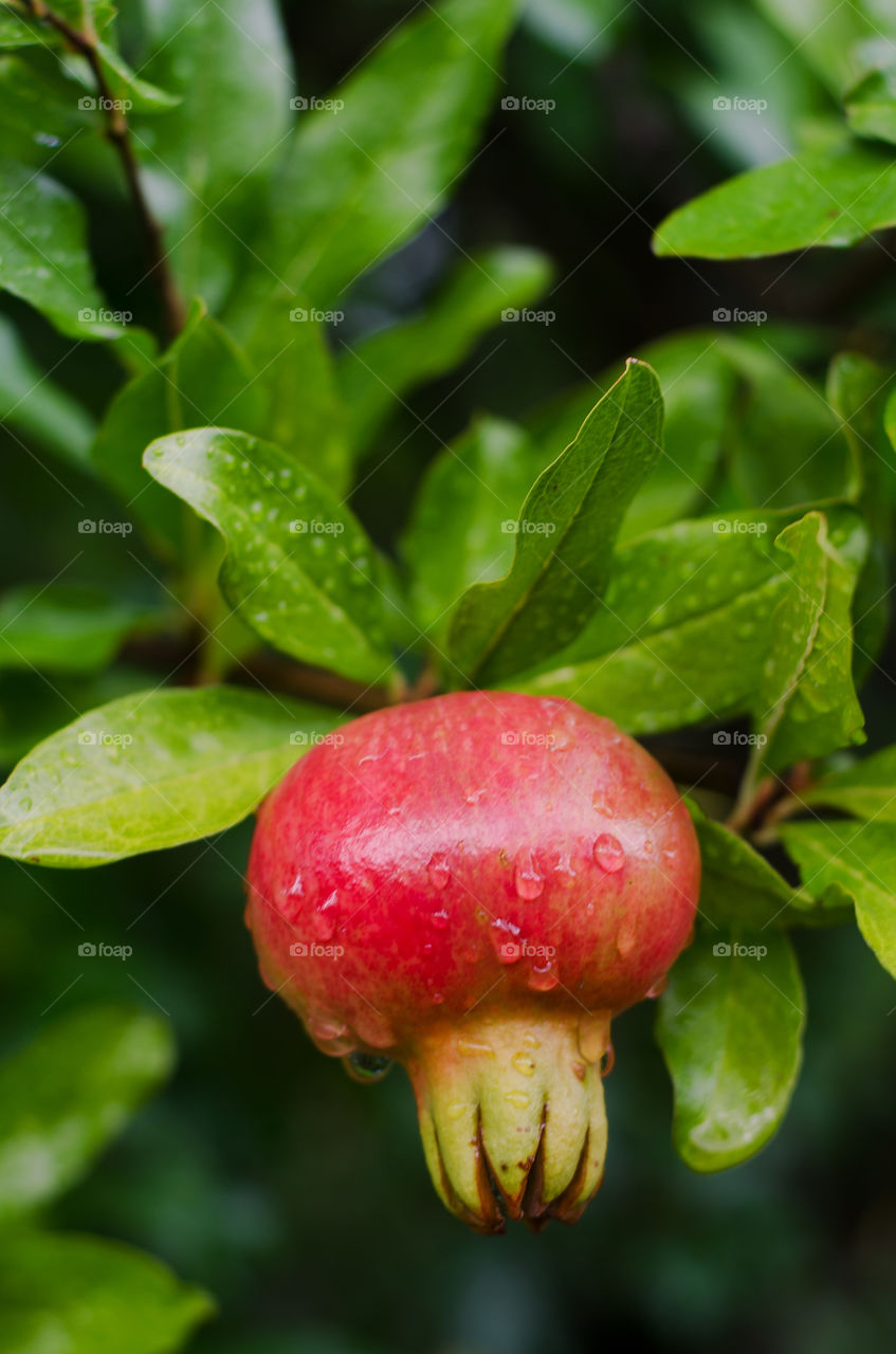 Green branch with red ripe pomegranate close up in the garden on a rainy day.