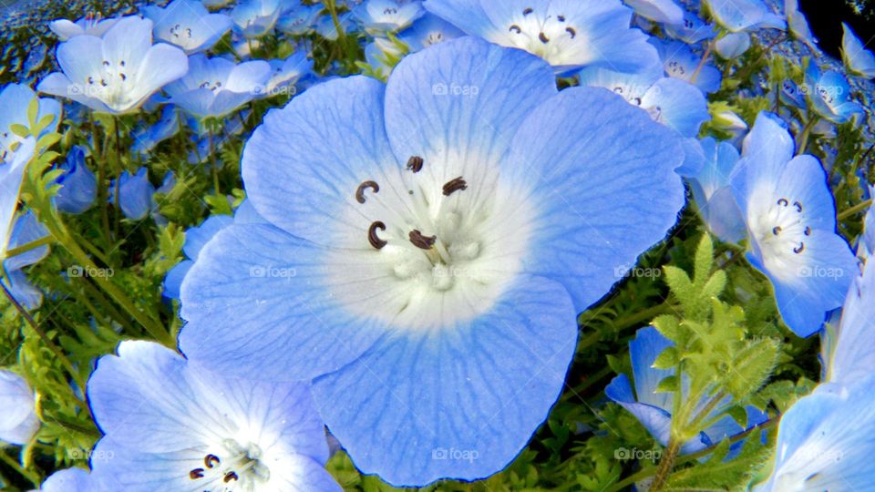 Nemophila