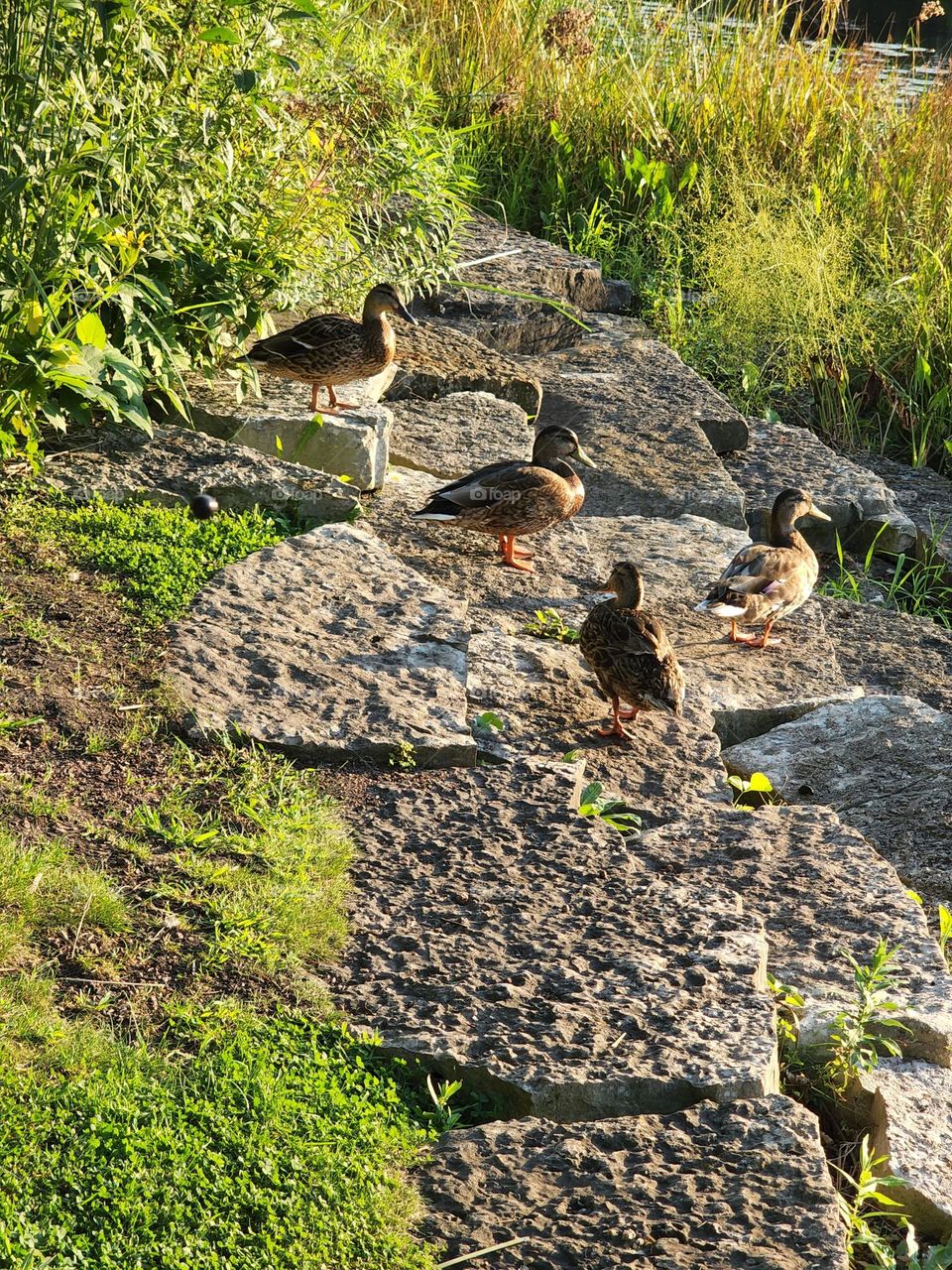 Quacky Ducks