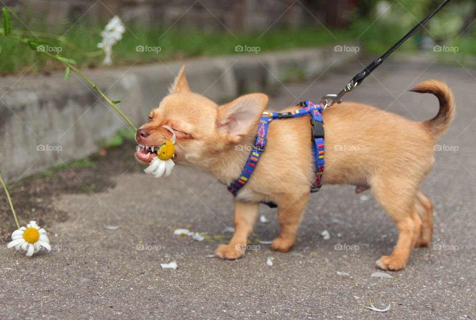 chihua puppy eating flower