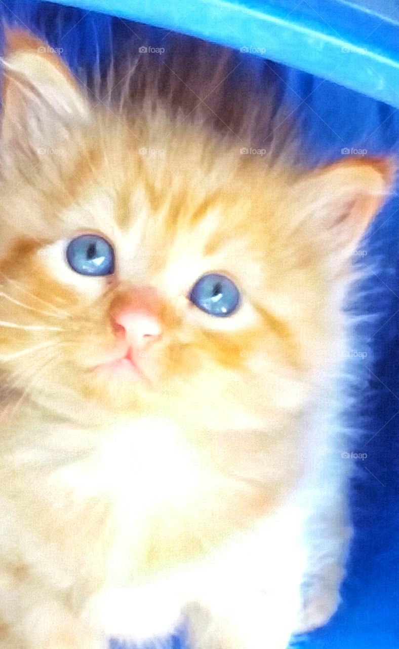 cute kitten with blue eyes