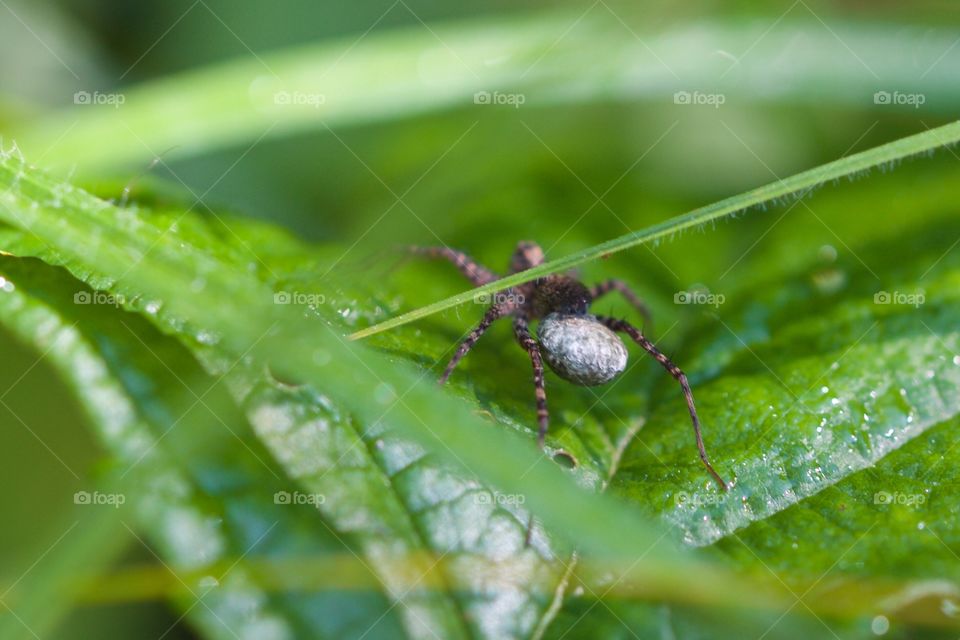 Spider On Leaves