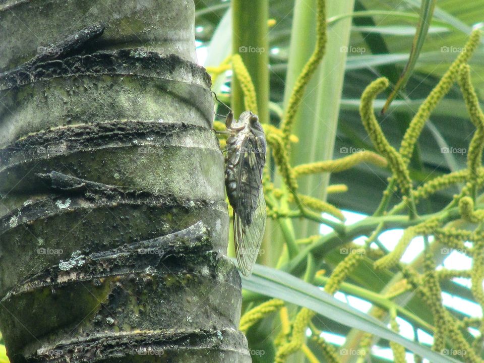 cicada