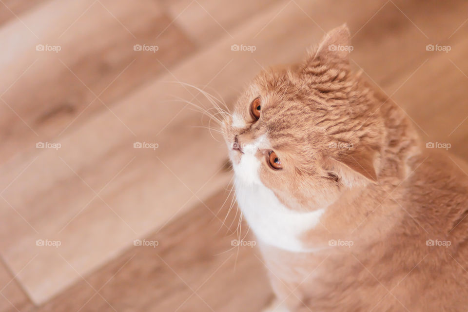 Cute and fluffy cat on wooden background.