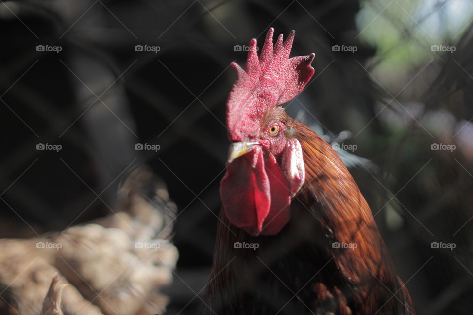 Red cock