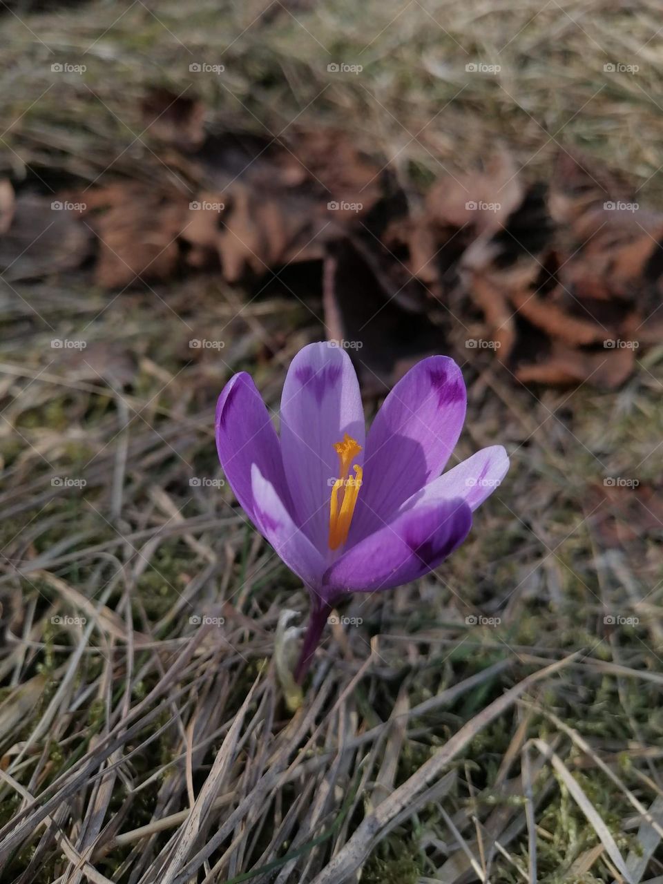 Crocus