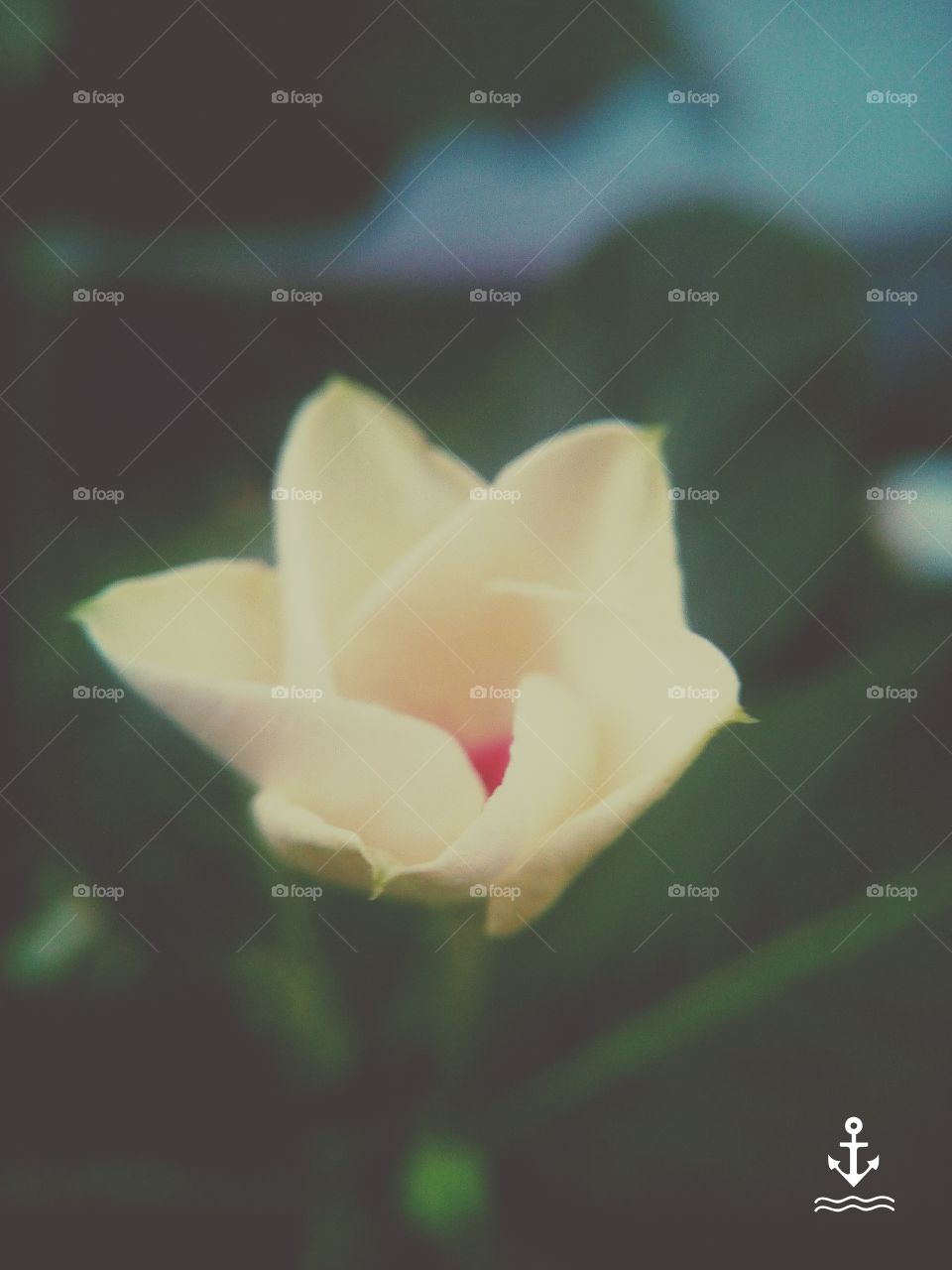 Micro lens, capturing a gorgeous View of a blossoming Flower.