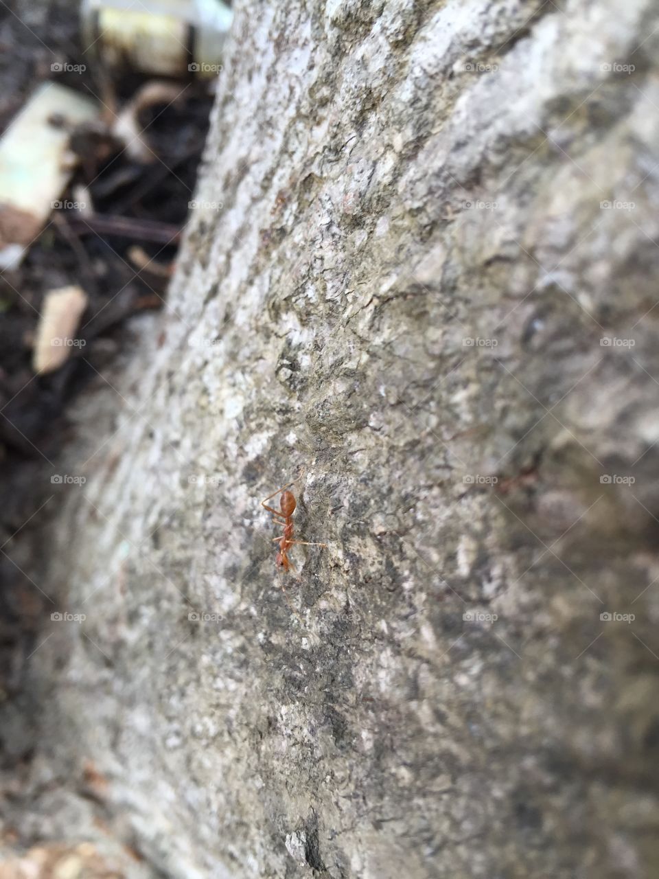 Very nice natural and very nice animals 