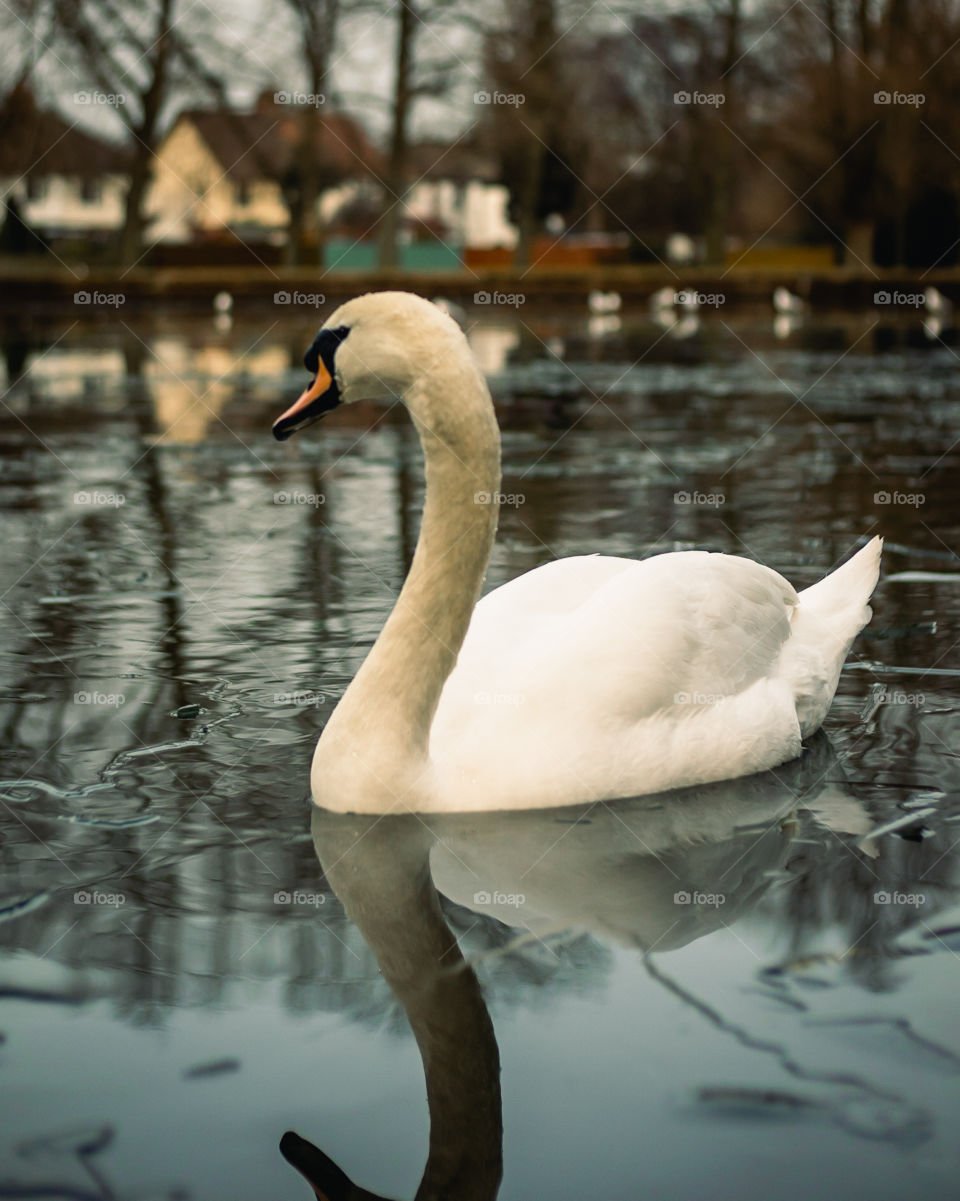 A swan and reflection on icy park lake