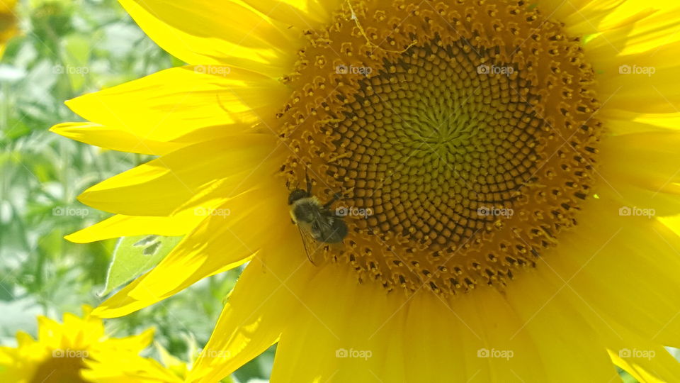 Bumble bee on a sunflower