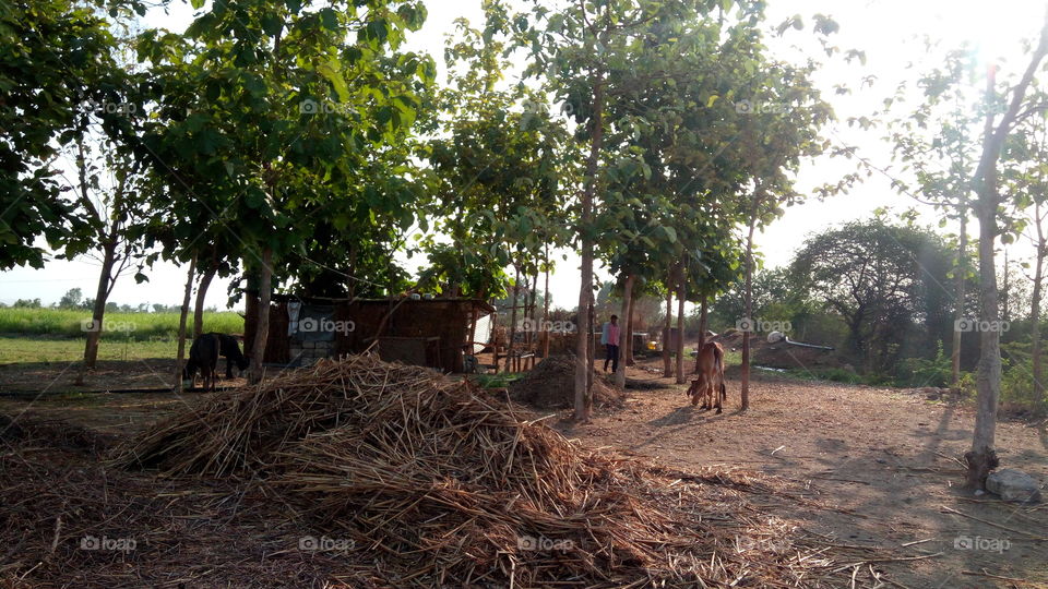 nature of farm village