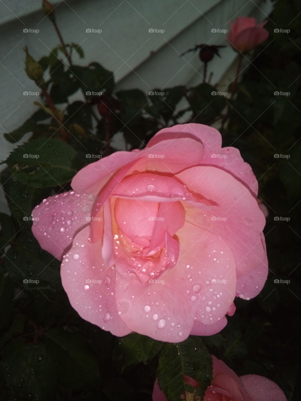 may your raindrops turn into blooms may your Saturday be Blessed all the day through.