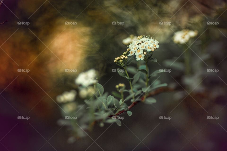 Spirea tree branch at sunset