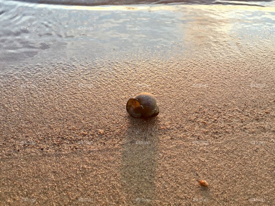 Freshwater black snail on lakeshore beach in the sunset glow of the sun, minimalistic, space for text 