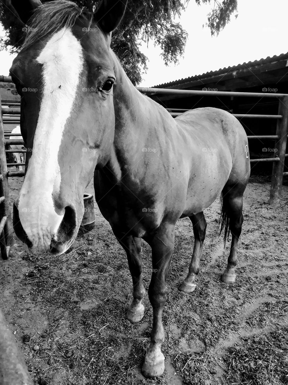 Farm animals are pets too.